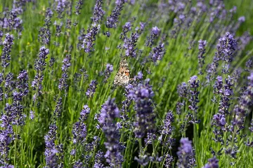 Spacious Family Villa with Garden in Pazin