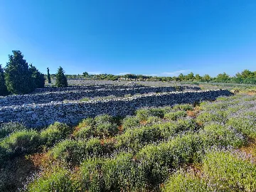 Spacious Villa Retreat with Pool in Jelsa