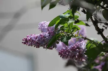 Studio for 3 Guests in Rovinj with Parking