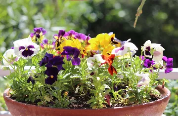 Studio for 2 in Rovinj with Balcony and Parking