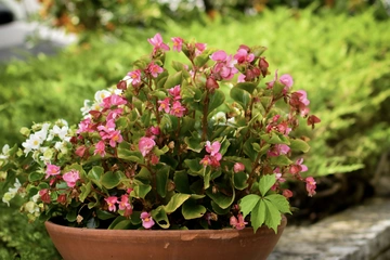 One-Bedroom Apartment in Pula with Terrace