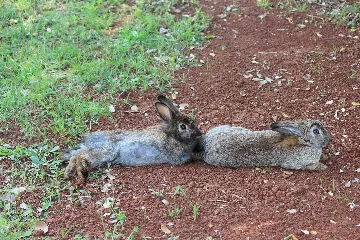 Holiday House for 6 Guests in Rovinj with Garden