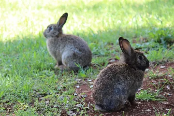 Holiday House for 6 Guests in Rovinj with Garden