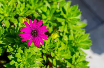 One-Bedroom Apartment with Terrace in Rovinj