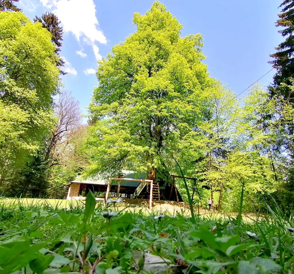 Oaza Preske, picnic area - an oasis in the middle of the forest in untouched nature