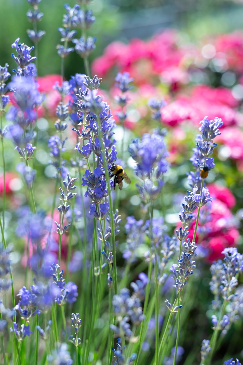 Apartman Oljka Pomjan