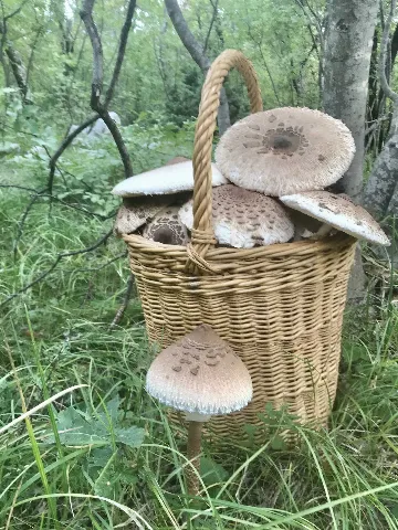 Loft with Sea Views and Pool in Novi Vinodolski