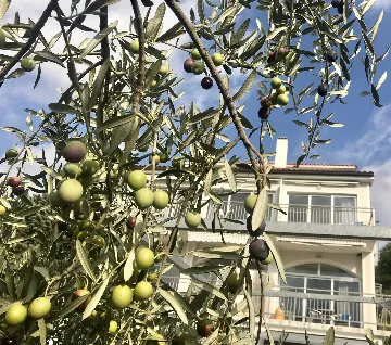 Loft in Novi Vinodolski for up to 6 guests