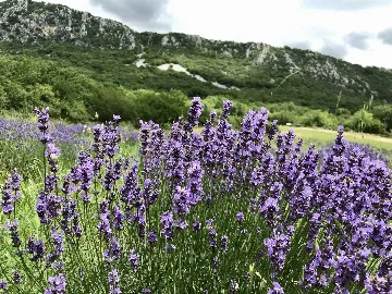 Loft in Novi Vinodolski for up to 6 guests