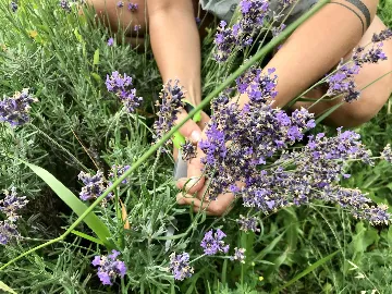 Novi Vinodolski Apartment with Pool & Beach Access