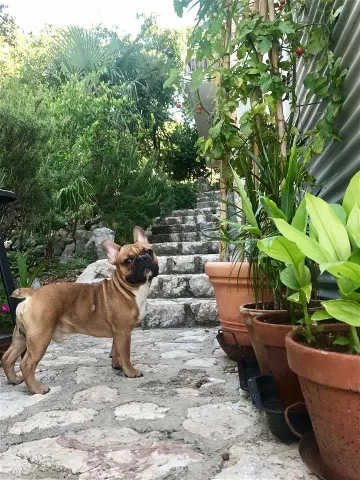 Beachside Villa with Pool in Novi Vinodolski