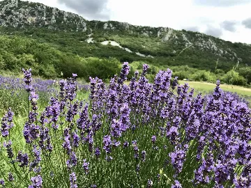 Beachside Villa with Pool in Novi Vinodolski