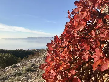 Beachside Villa with Pool in Novi Vinodolski