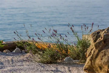 Stone Villa for 4–5 Guests in Supetar (Mirca)