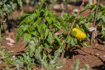 3-Bedroom Villa in Vrgorac with Heated Pool