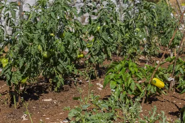 3-Bedroom Villa in Vrgorac with Heated Pool