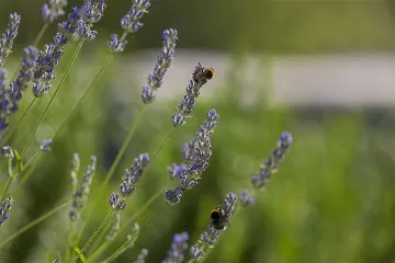 3-Bedroom Villa in Vrgorac with Heated Pool