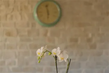 Villa with Private Pool & Sauna in Jelsa