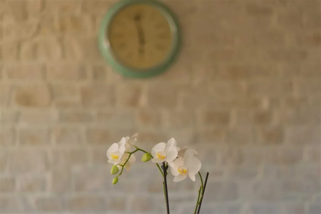 Villa with Private Pool & Sauna in Jelsa