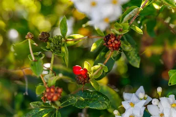 Villa in Jadrija, Šibenik with Private Pool